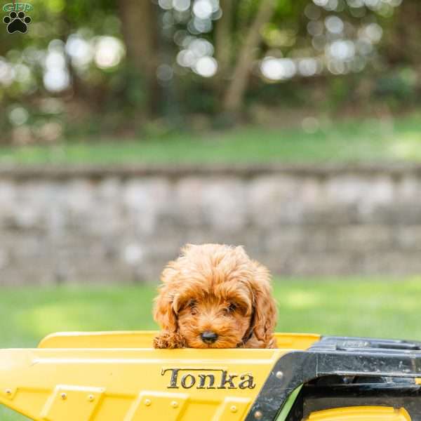 Peaches, Cockapoo Puppy