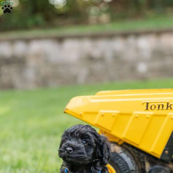 Kallie, Cockapoo Puppy