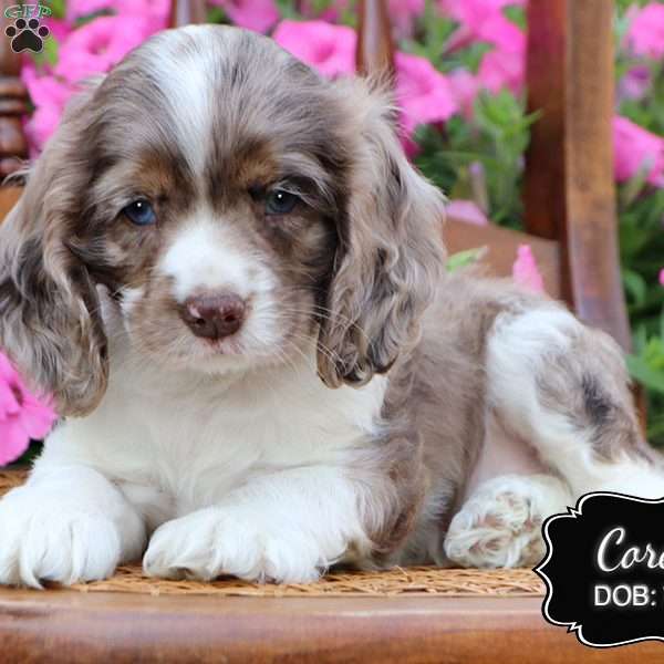 Corey, Cocker Spaniel Puppy