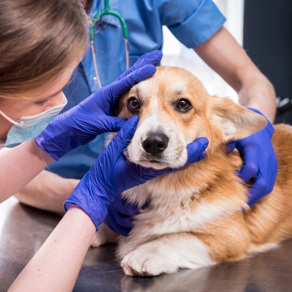 corgi at the vet getting an eye exam