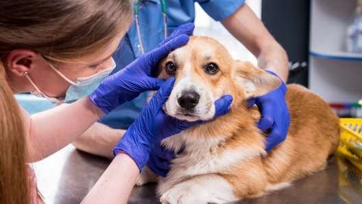 What to Know About Entropion in Dogs