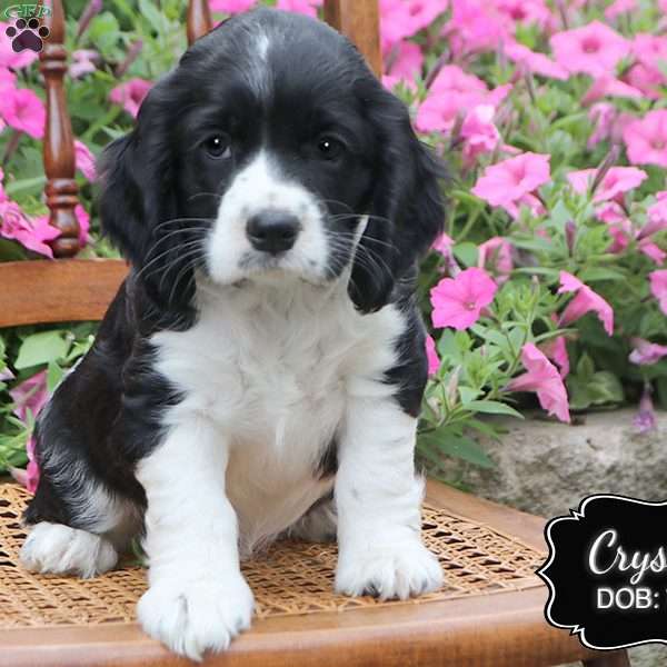 Crystal, Cocker Spaniel Puppy