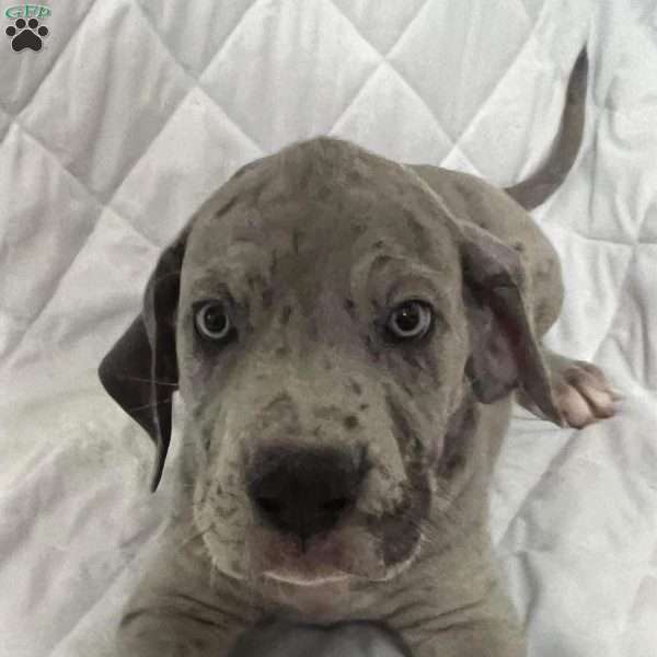 silver, Great Dane Puppy