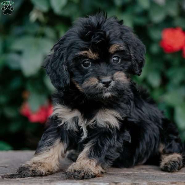 Frieda, Cavapoo Puppy