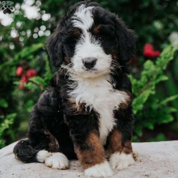 Reba, Bernedoodle Puppy