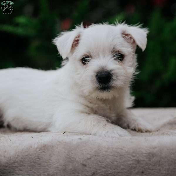 Zana, West Highland Terrier Puppy