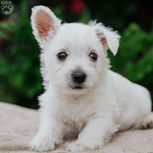 Ziva, West Highland Terrier Puppy
