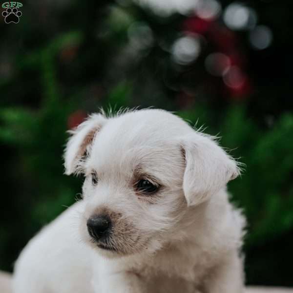 Zoey, West Highland Terrier Puppy