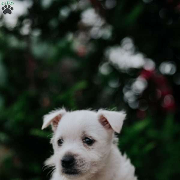 Zola, West Highland Terrier Puppy