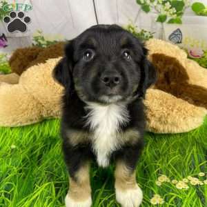 Colton, Miniature Australian Shepherd Puppy