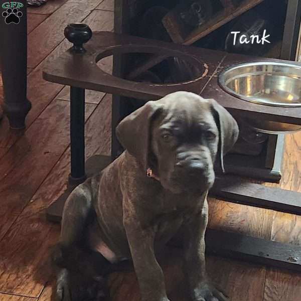 Tank, Cane Corso Puppy