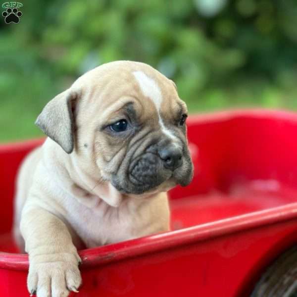 Waffles, American Bully Puppy