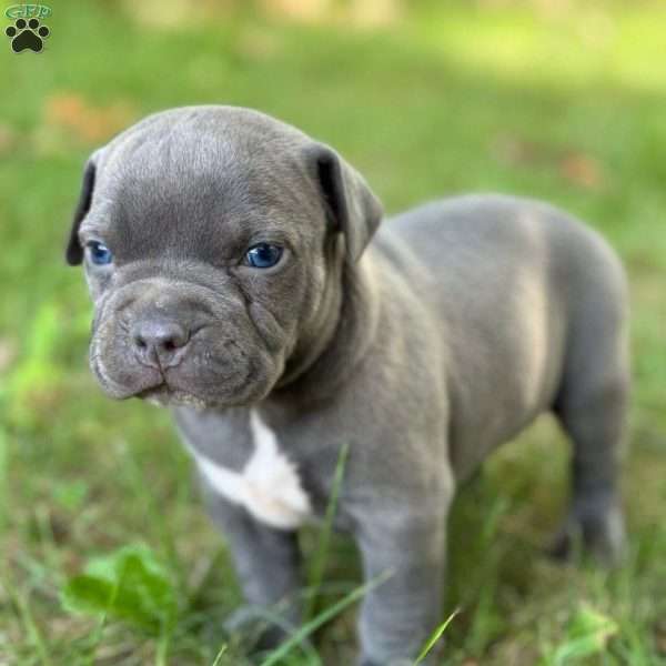 Thor, American Bully Puppy