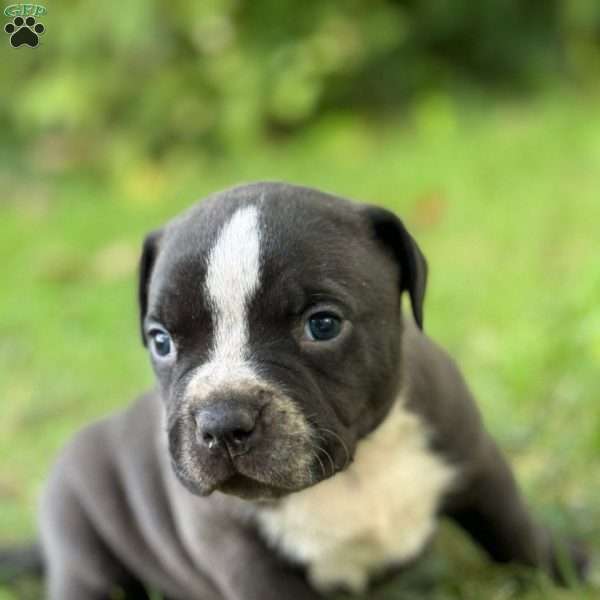 Tank, American Bully Puppy