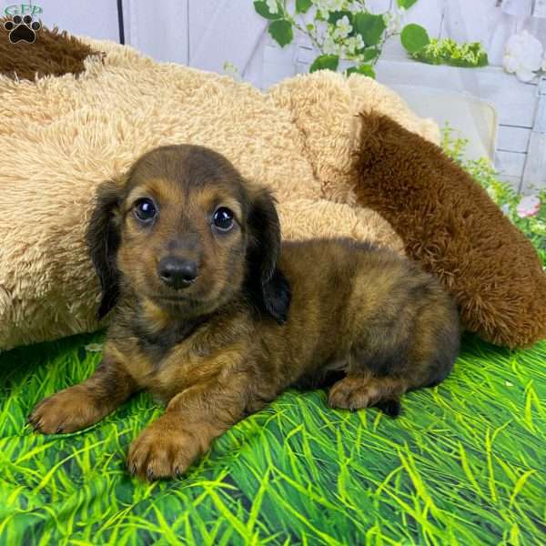 Myles, Dachshund Puppy