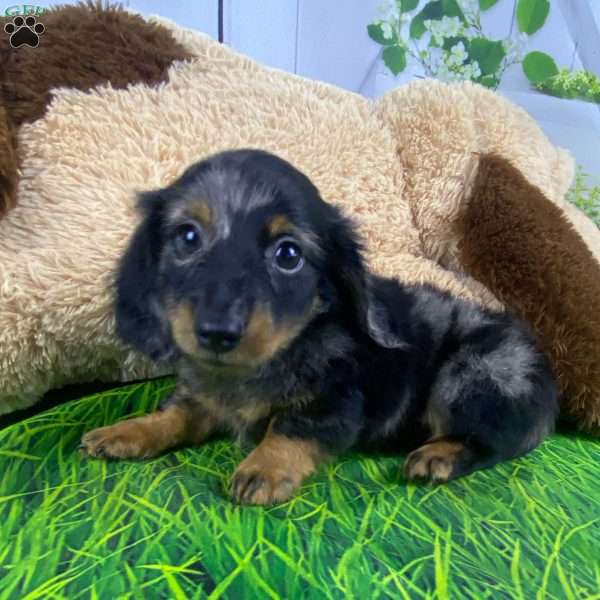 Cody, Dachshund Puppy