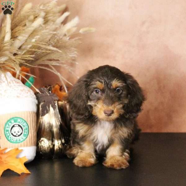 Jewel, Dachshund Puppy