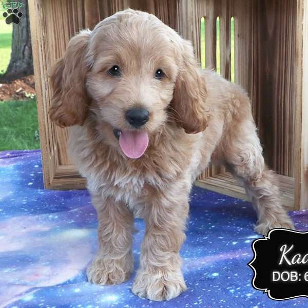 Kade, Cockapoo Puppy