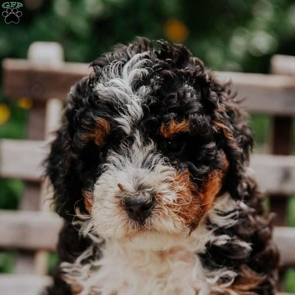 Kali, Mini Bernedoodle Puppy