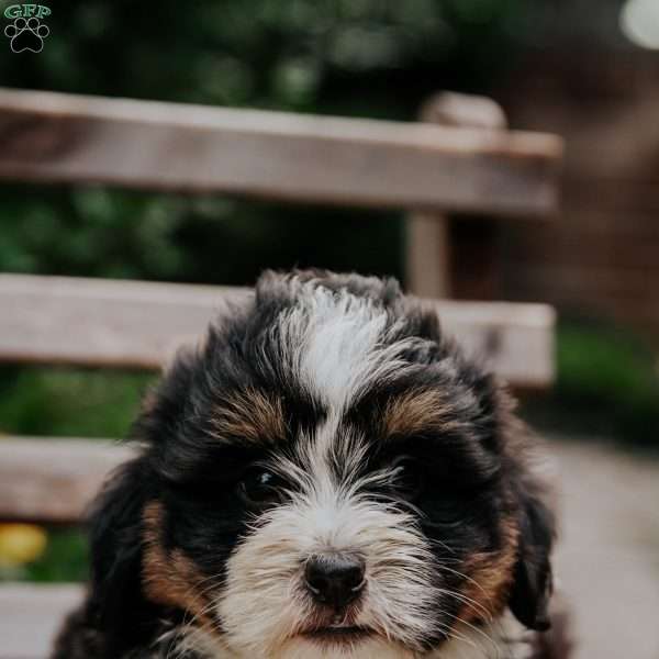 Kara, Mini Bernedoodle Puppy