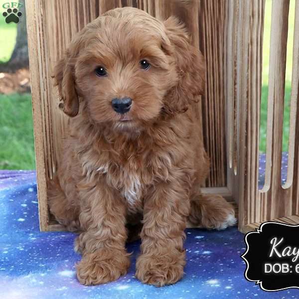 Kayla, Cockapoo Puppy