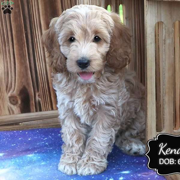 Kendra, Cockapoo Puppy