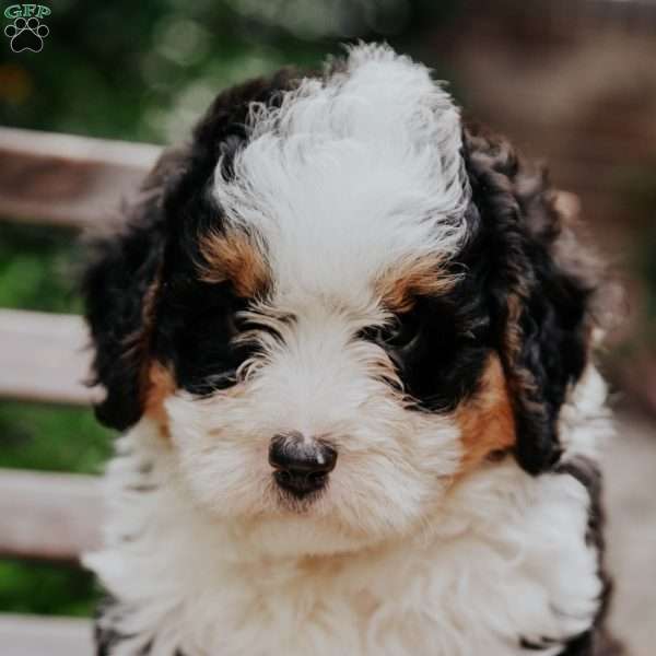 King, Mini Bernedoodle Puppy