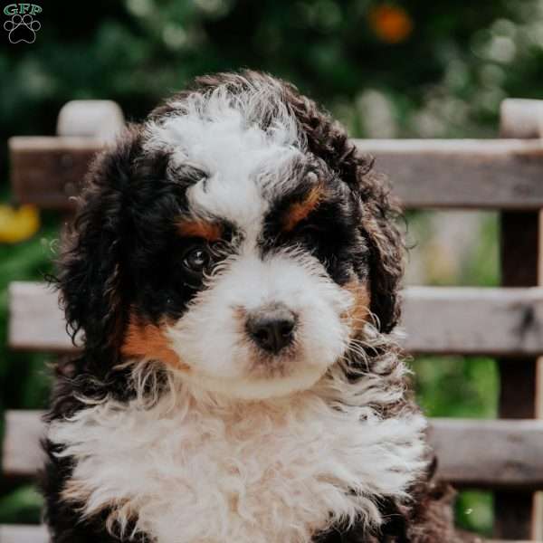 Kiwi, Mini Bernedoodle Puppy