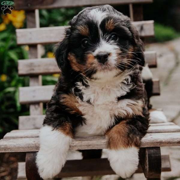 Klara, Mini Bernedoodle Puppy