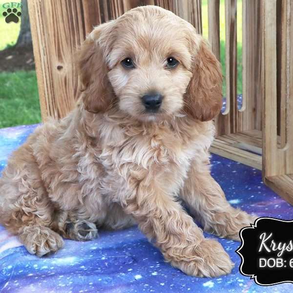 Krystal, Cockapoo Puppy