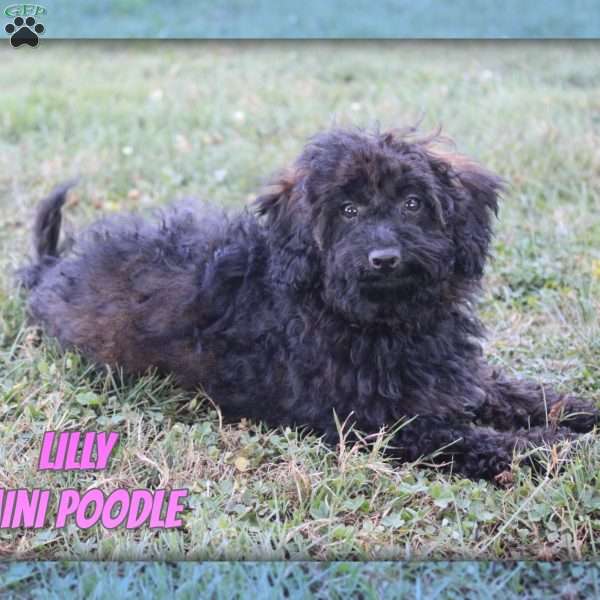 Lilly, Miniature Poodle Puppy