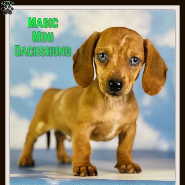 Magic, Dachshund Puppy