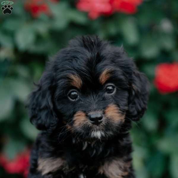 Finn, Cavapoo Puppy