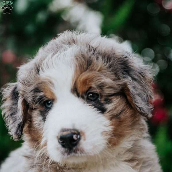 River, Bernedoodle Puppy