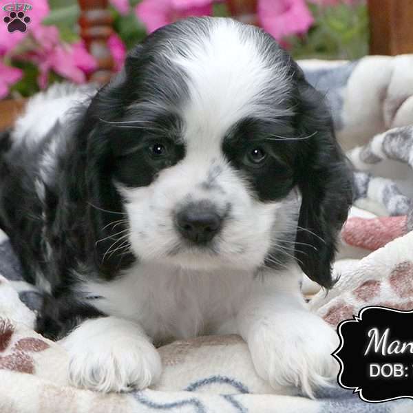 Mandy, Cocker Spaniel Puppy