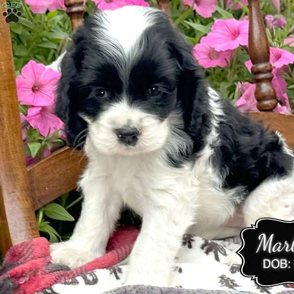 Marlisa, Cocker Spaniel Puppy