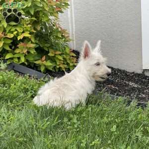 Mary, Scottish Terrier Puppy