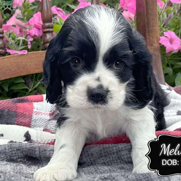 Melvin, Cocker Spaniel Puppy