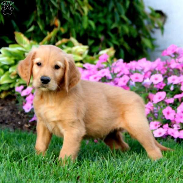 Muff, Golden Retriever Puppy