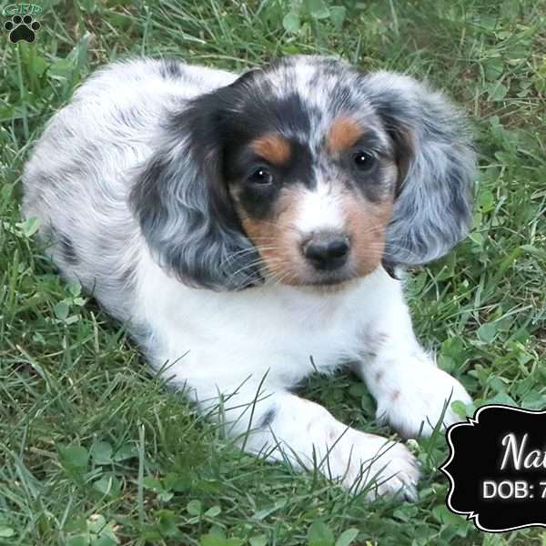 Nate, Dachshund Puppy