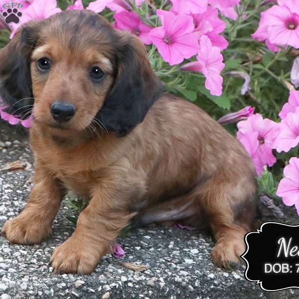 Ned, Dachshund Puppy