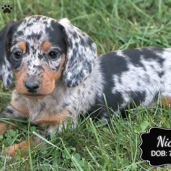 Nick, Dachshund Puppy