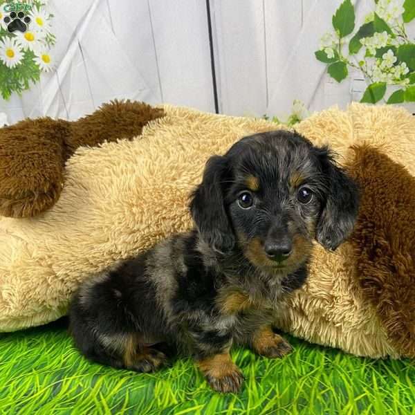 Toby, Dachshund Puppy