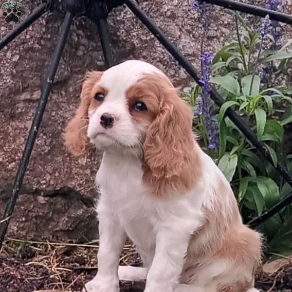 Caramel, Cavalier King Charles Spaniel Puppy