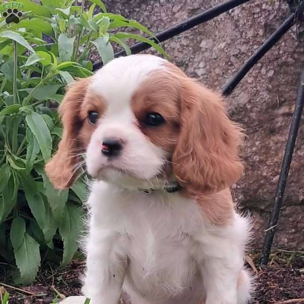 Cassie, Cavalier King Charles Spaniel Puppy