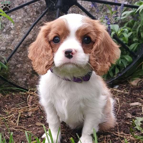 Cookie, Cavalier King Charles Spaniel Puppy