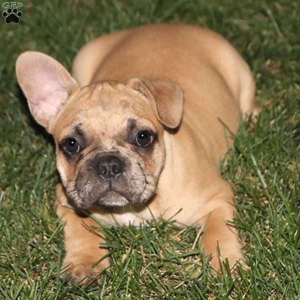 Peanut, French Bulldog Mix Puppy