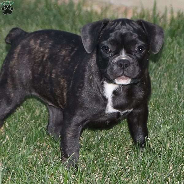 Pepsi, French Bulldog Mix Puppy