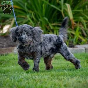 Percy, Cavapoo Puppy