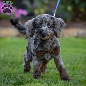 Percy, Cavapoo Puppy